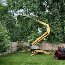 Best Arborist Consultation Services  in Morrisville, NY