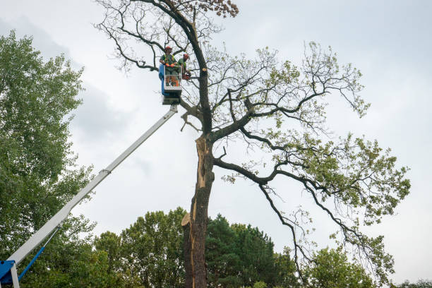 How Our Tree Care Process Works  in  Morrisville, NY