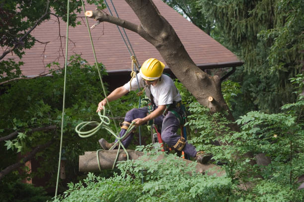 Best Utility Line Clearance  in Morrisville, NY