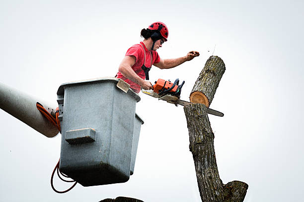 Best Root Management and Removal  in Morrisville, NY