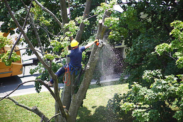 Best Tree Health Inspection  in Morrisville, NY