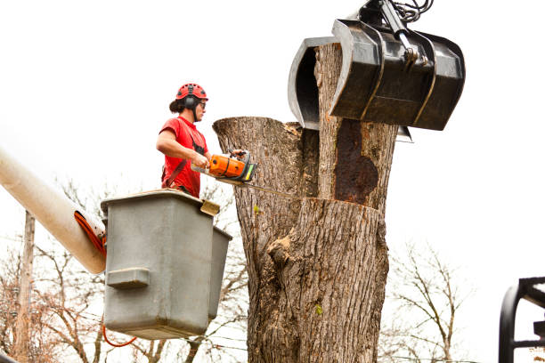 Professional Tree Care in Morrisville, NY